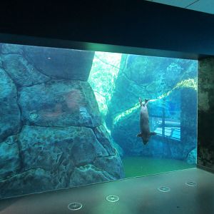 Journey to Churchill - Harbour Seal Exhibit