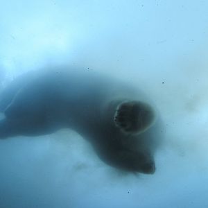 Journey to Churchill - Polar Bear