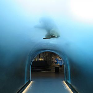 Journey to Churchill - Polar Bear