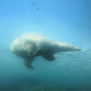 Journey to Churchill - Polar Bear