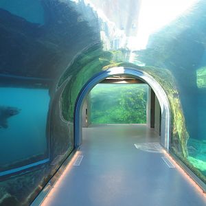 Journey to Churchill - Polar Bear looking at me