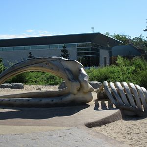 Journey to Churchill - Bowhead Whale Sandbox