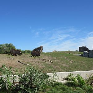 Journey to Churchill - Muskox Exhibit