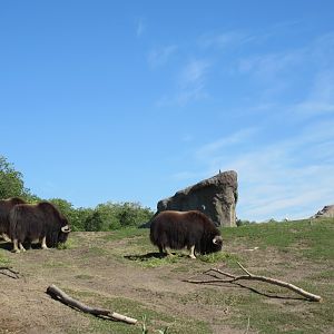 Journey to Churchill - Muskox
