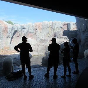 Journey to Churchill - Polar Bear Exhibit #2