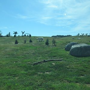 Journey to Churchill - Strolling Polar Bear