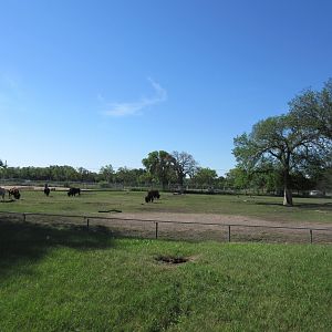 Plains Bison Exhibit