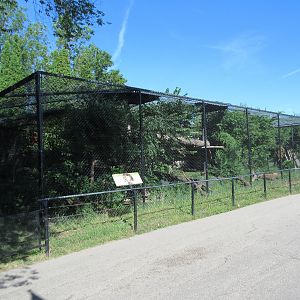 Cougar Exhibit