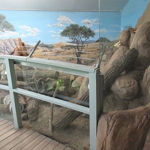 Kinsmen Discovery Centre - Meerkat Exhibit
