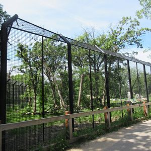 Amur Tiger Exhibit #1