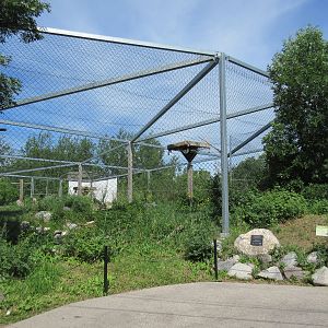 Steller's Sea Eagle Exhibit