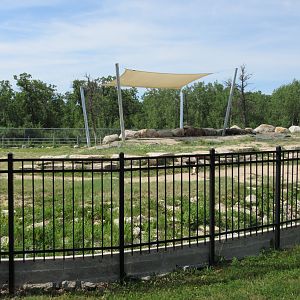 Sichuan Takin Exhibit