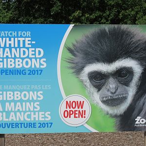 White-handed Gibbon Exhibit - New in 2017