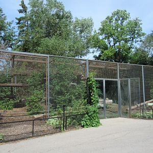 Amur Tiger Exhibit #2
