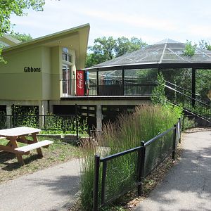 White-handed Gibbon Exhibit - New in 2017