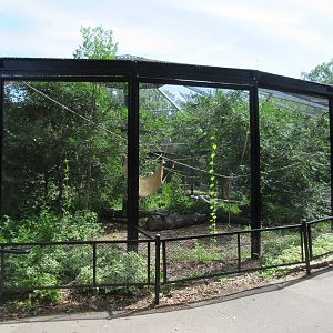 White-handed Gibbon Exhibit - New in 2017