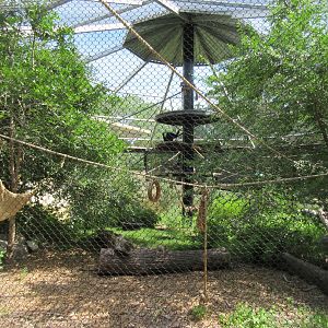 White-handed Gibbon Exhibit - New in 2017
