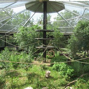 White-handed Gibbon Exhibit - New in 2017
