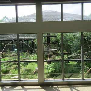 White-handed Gibbon Exhibit - New in 2017