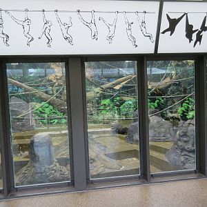 White-handed Gibbon Exhibit - Indoor Area