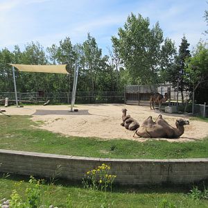 Bactrian Camel Exhibit