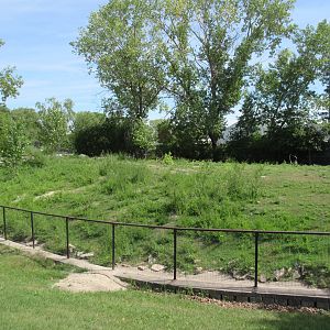 Red Kangaroo Exhibit