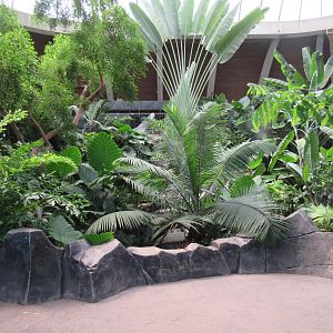 Toucan Ridge - Tropical House