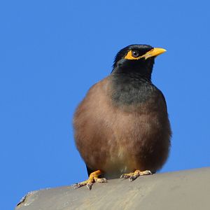 Common mynah