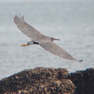 Reef heron