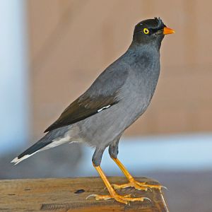 Jungle mynah
