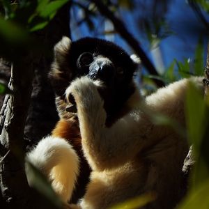 Crowned Sifaka