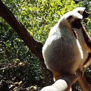 Coquerel's sifaka