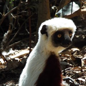 Coquerel's sifaka