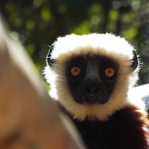 Coquerel's sifaka