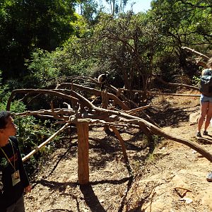 Black and White Ruffed Lemur area