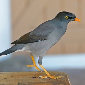 Jungle mynah