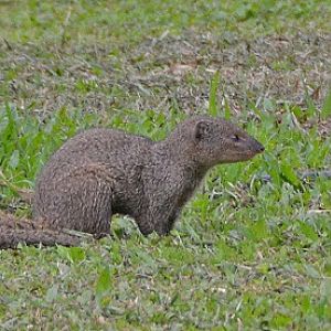 Mongoose
