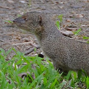 Mongoose