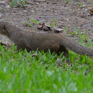 Mongoose