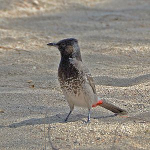 Red-vented bulbul