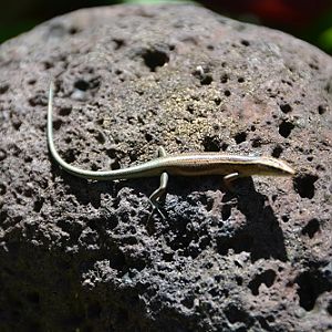 Skink