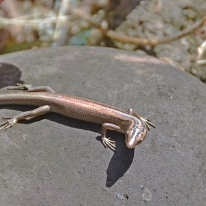 Skink