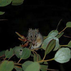 Honey Possum (Tarsipes rostratus)