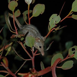 Honey Possum (Tarsipes rostratus)