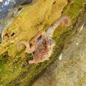 Common Octopus