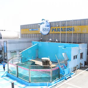 Stellar sea lion exhibit