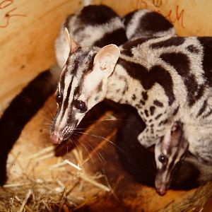 Owston's palm civet Chrotogale owstoni 23 July 2005