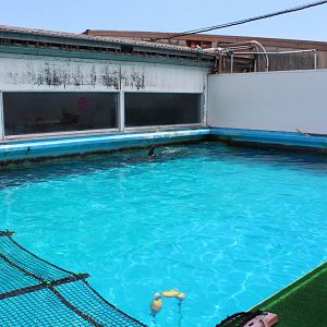 Bottlenose dolphin exhibit