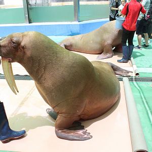 Walrus show