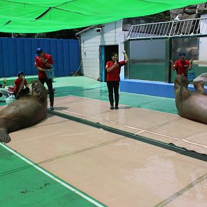 Walrus show